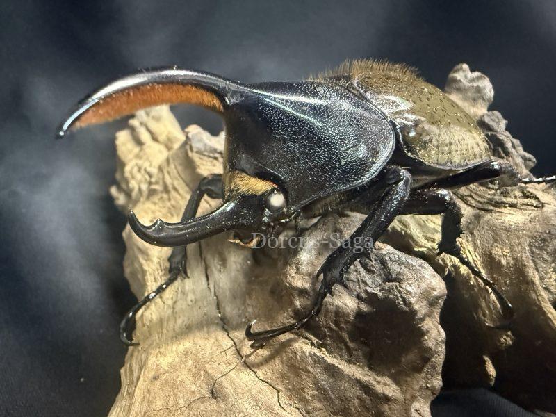 コロンビア産 クァドリツベルクラトゥスゴカクコカブト 34mm 【公式通販】