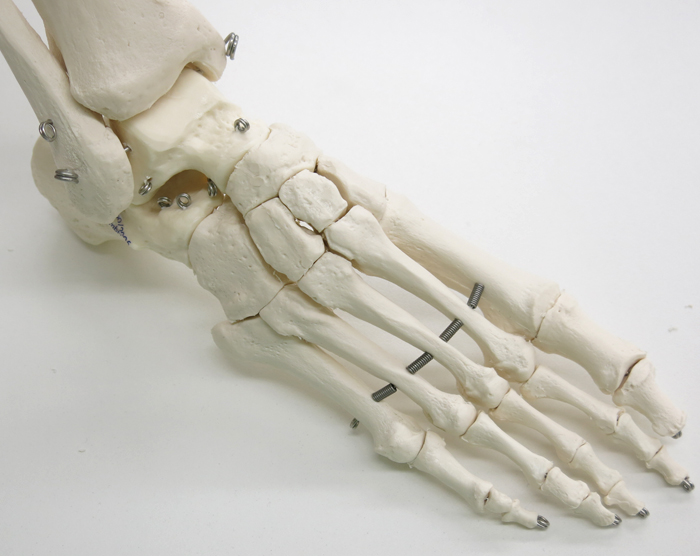 人体模型 下肢骨