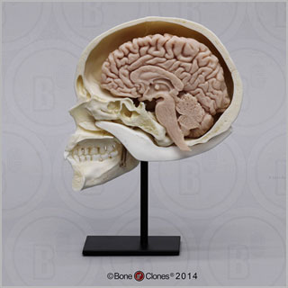 人体模型 頭蓋骨/脳模型（矢状面）