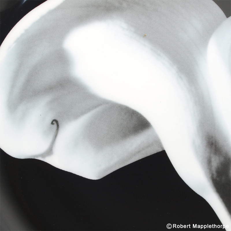 セクシーなお花はお好きですか？ロバート・メイプルソープ（Robert