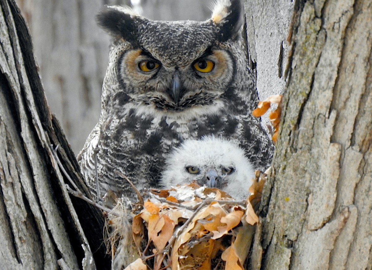 Guided night hike offers owl prowling on National Park trails – St