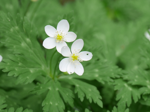 二輪草（ニリンソウ） キンポウゲ科 – 宇奈月温泉 延楽