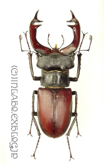 ヘルマンミヤマ sp. hermani *Top | Jinlabo