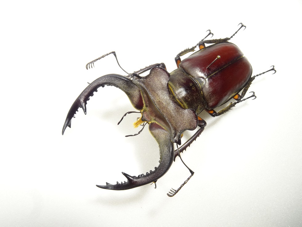 カンターミヤマ sp. cantori@India | Jinlabo