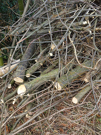 センダンの薪・鳥坂まんじゅう | 囲炉裏暖炉のある家 tortoise＋lotus