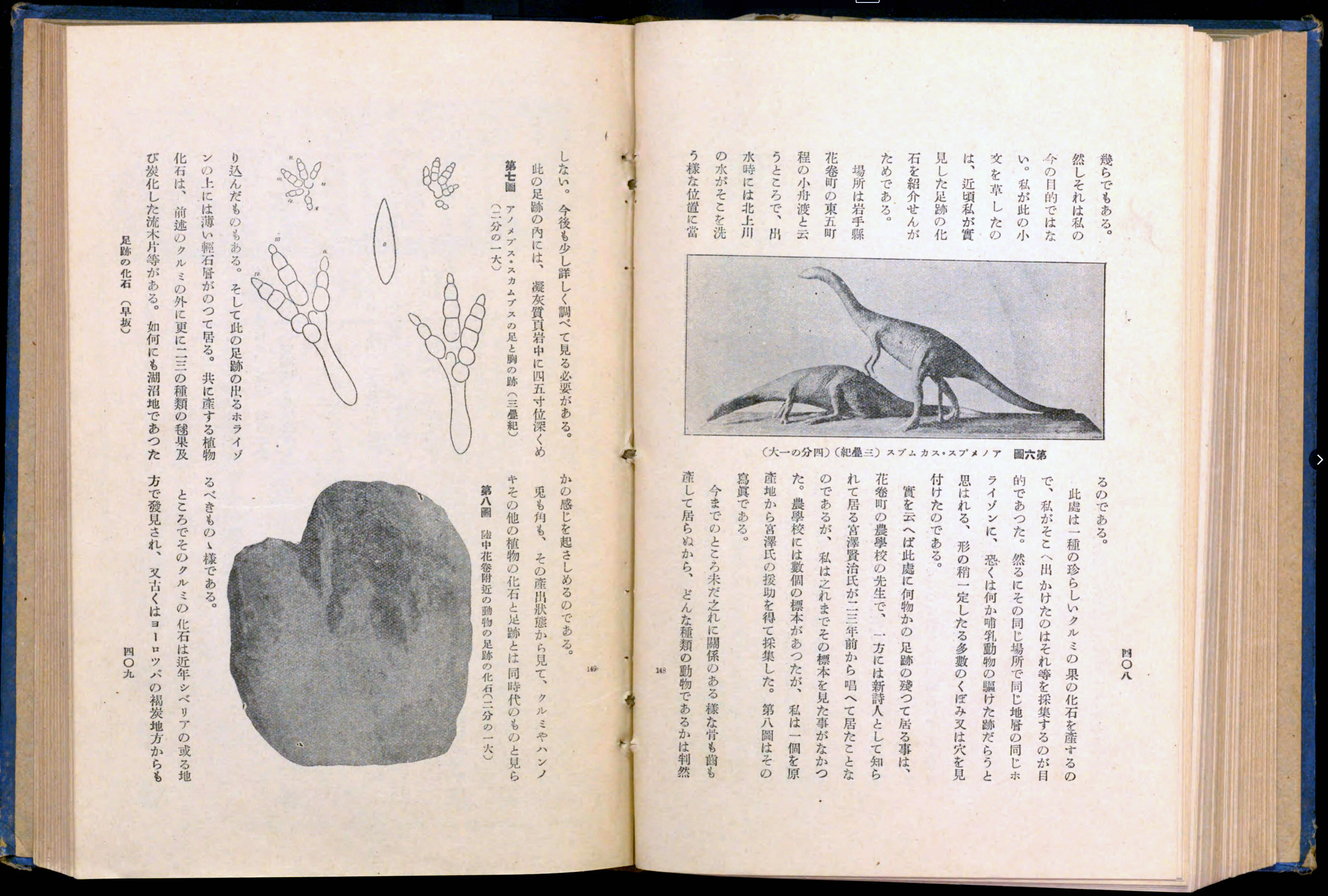 宮沢賢治バタグルミ化石土付き水中保管