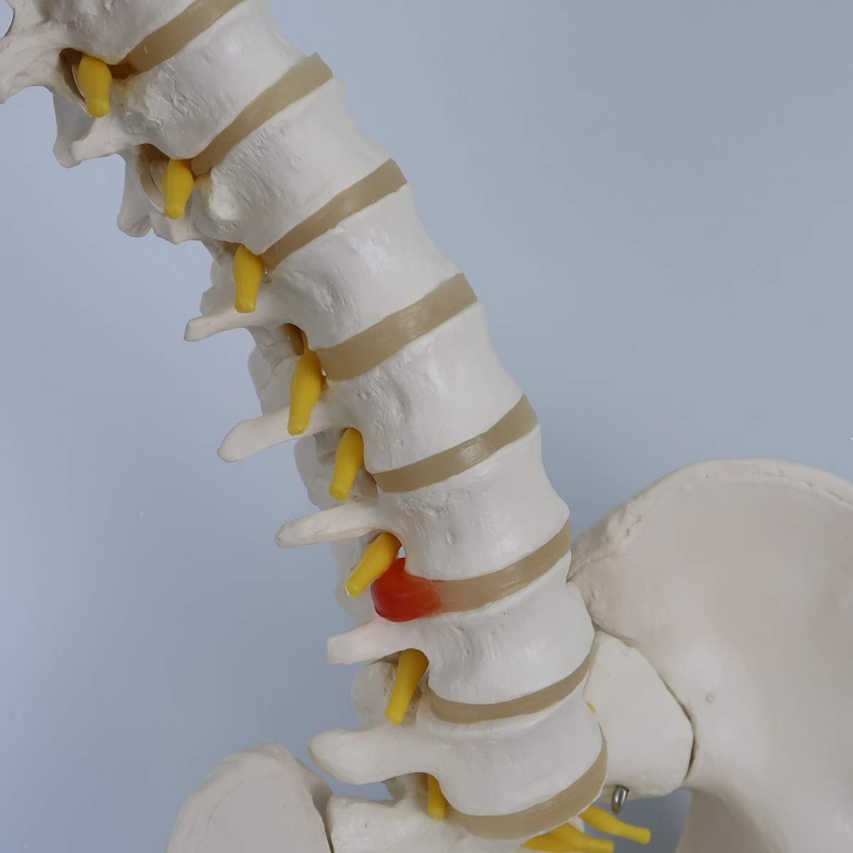 脊柱可動型モデル標準型 標準型 人体模型 25-3002-00 日本スリービー