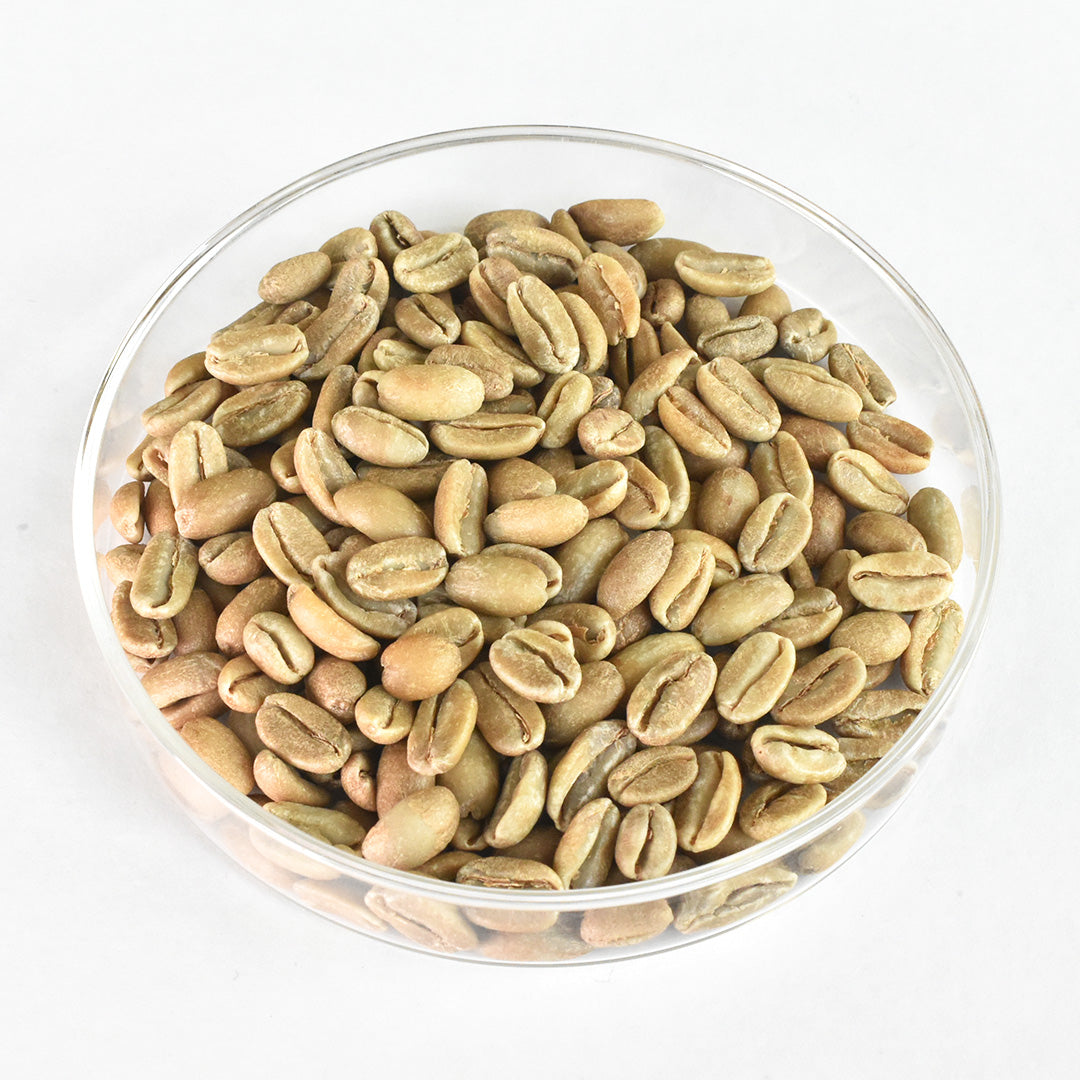 アフガニスタン産】ジャクエモンティ・コーヒババエンシス（1メス）