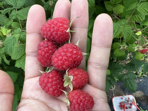 Aiページ ブルーベリーラズベリー2個 無添加 冷凍 ベリーミックス 500g