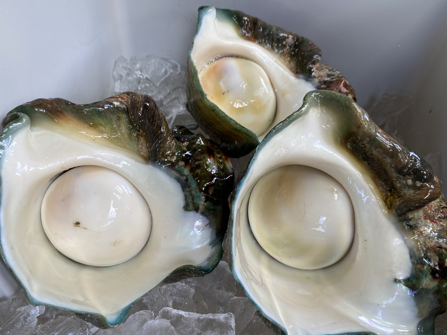 夜光貝 高級な夜光貝 特大サイズ16x18cm 色合いがとても美しい 置物 夜光貝