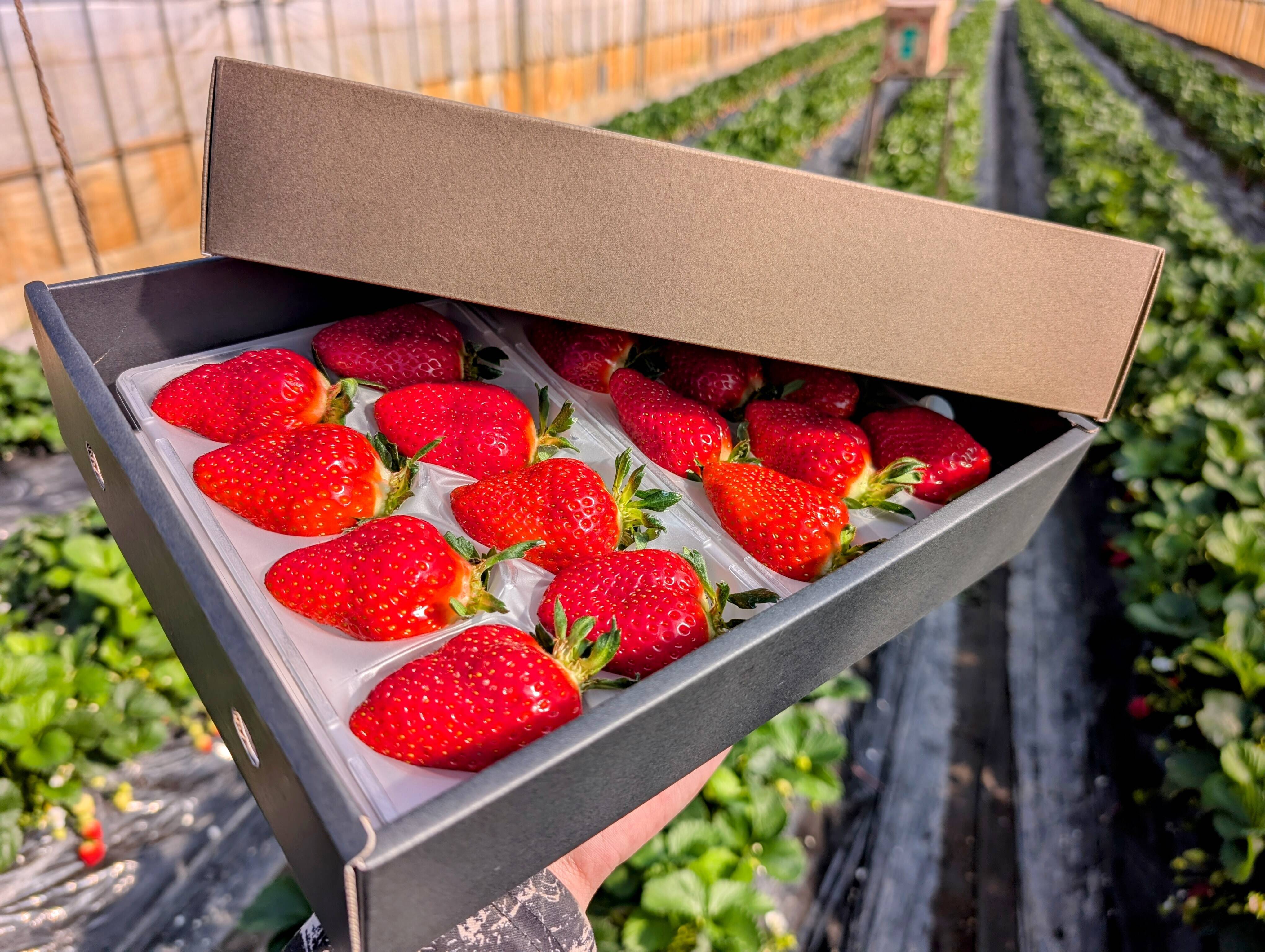 いちご様ご確認用♥新作チルドレン＆アニマル♥可愛いバラメモ♯661