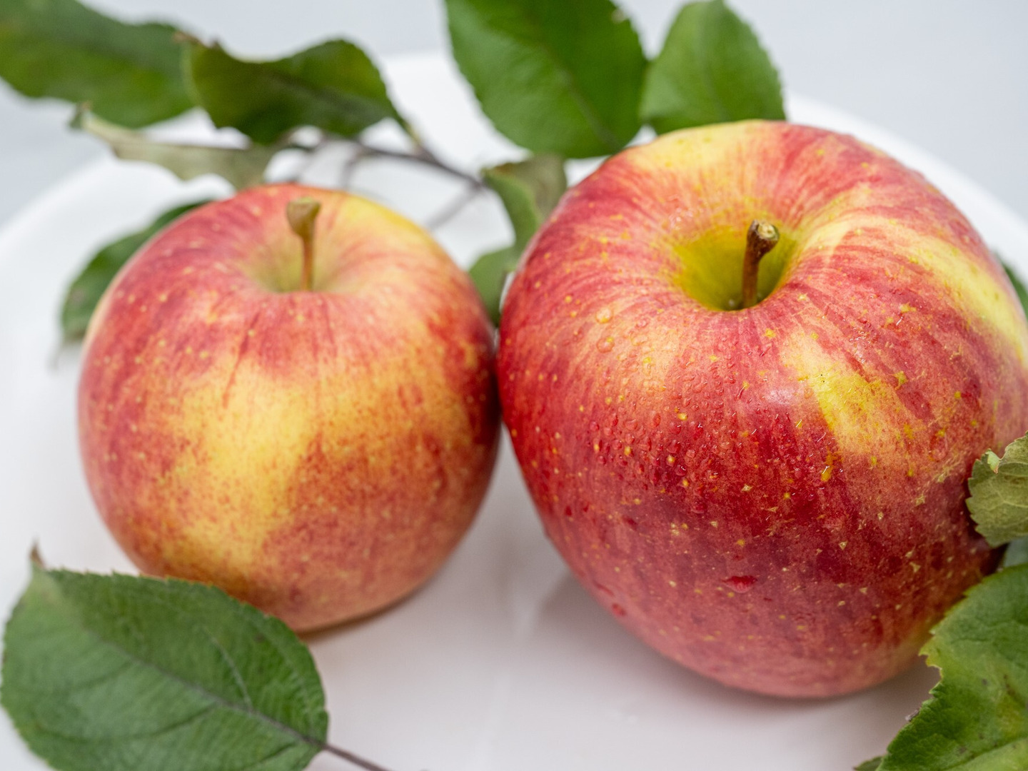 赤いリンゴ（緑の葉付き） 赤いリンゴ（緑の葉付き） 赤いリンゴ（緑の