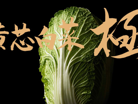 絶品!!】白菜のイメージ変わります! (1玉入)【高糖度】松島兄弟の黄芯