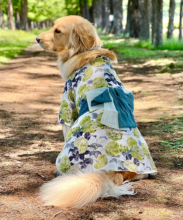 イタグレ ウィペット 浴衣 ブルー イタリアングレーハウンド ペット服