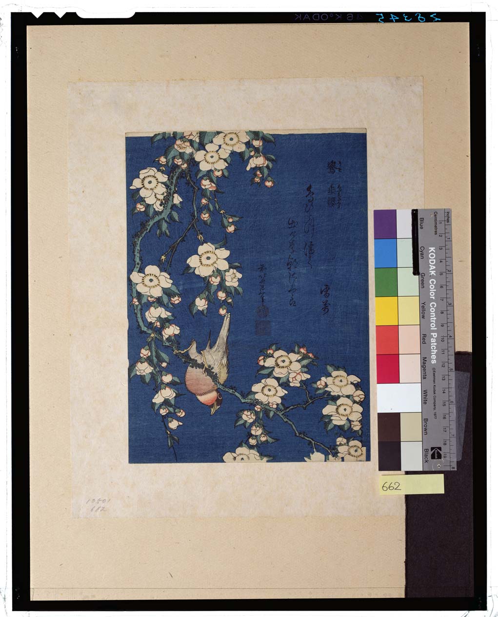葛飾北斎、【鷽 垂桜】、希少画集画より、状態良好、新品高級額装付 葛飾