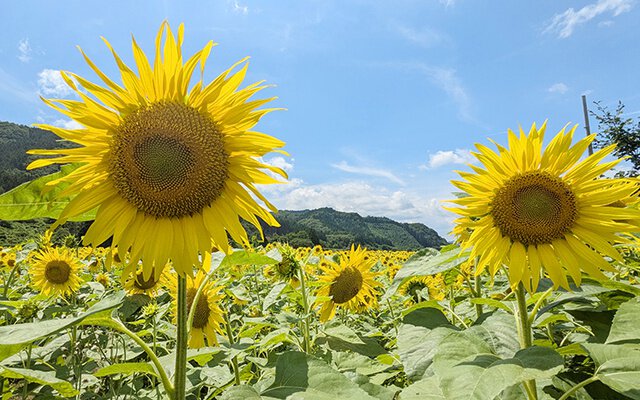 上郷町のひまわり畑(岩手県)の情報｜ウォーカープラス