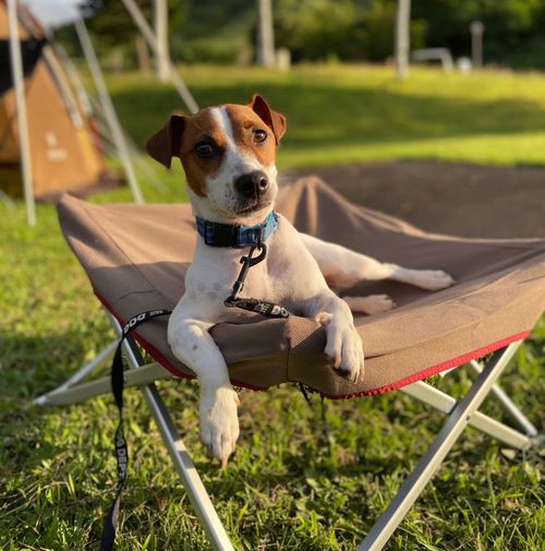 スノーピーク(snow peak) ドッグクッション PT-090 スノーピーク(snow