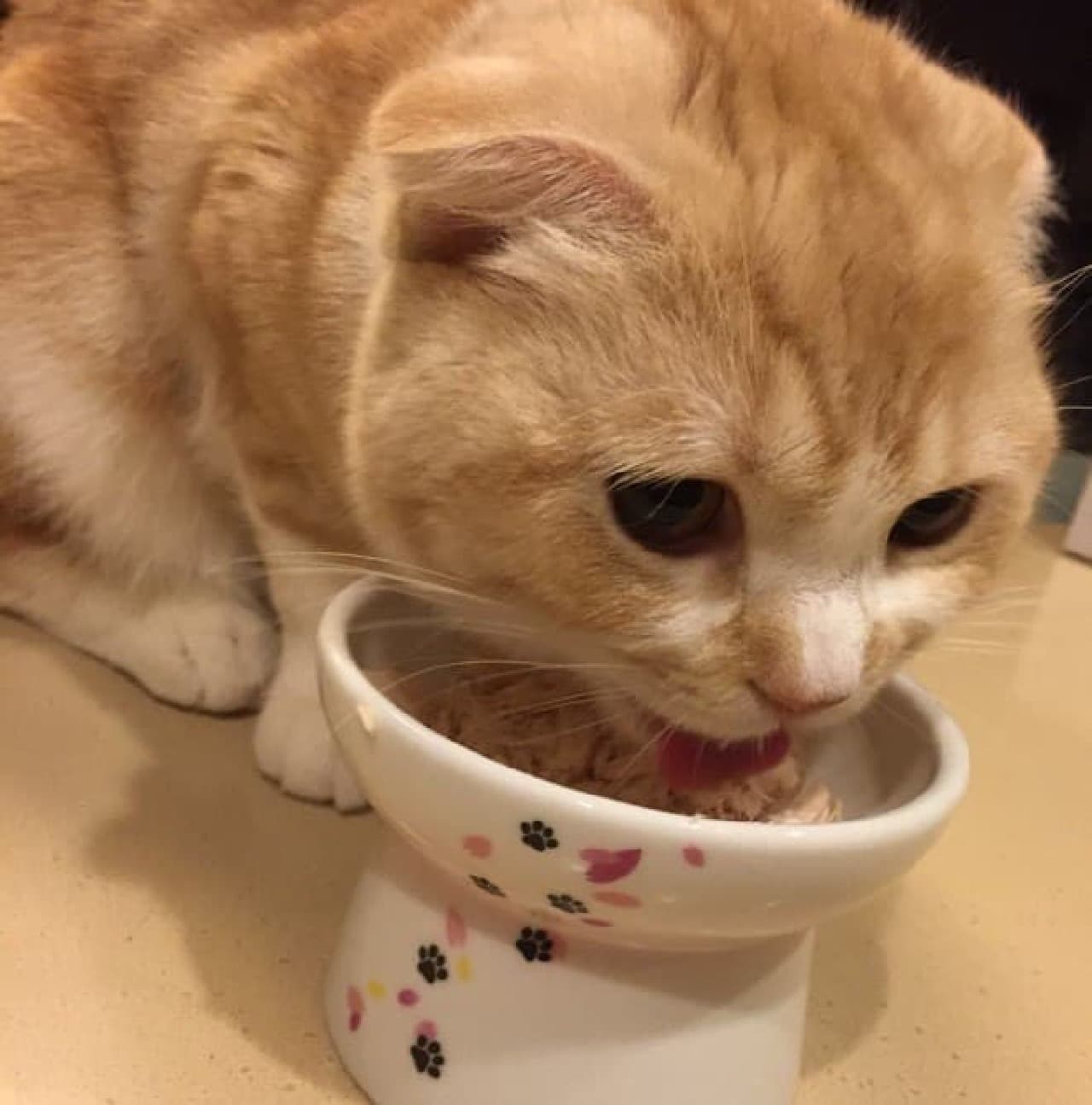 ネコの身体を考えたネコ用食器に桜デザイン！－猫壱から春限定の