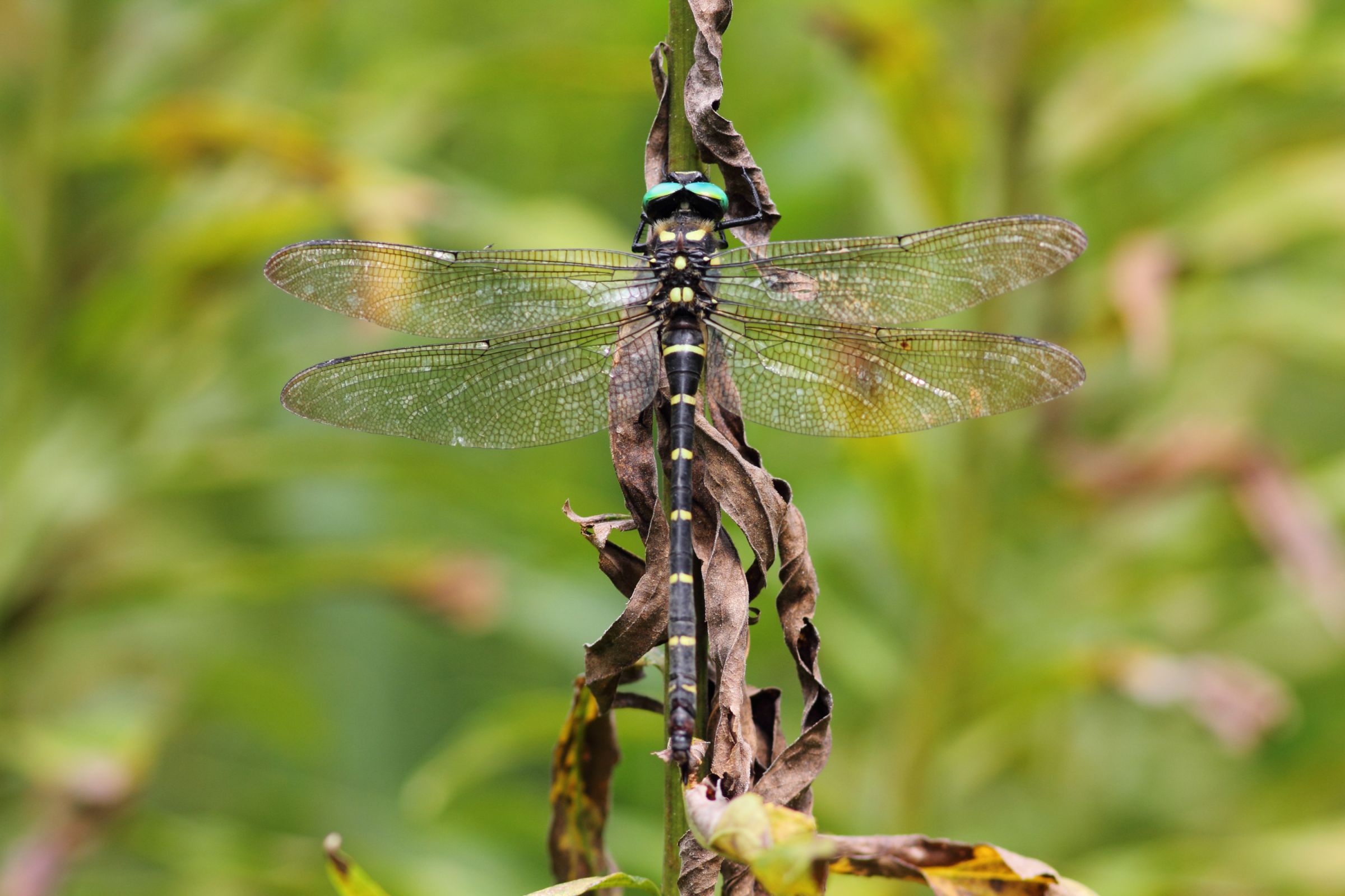オニヤンマ（標本風） | GANREF