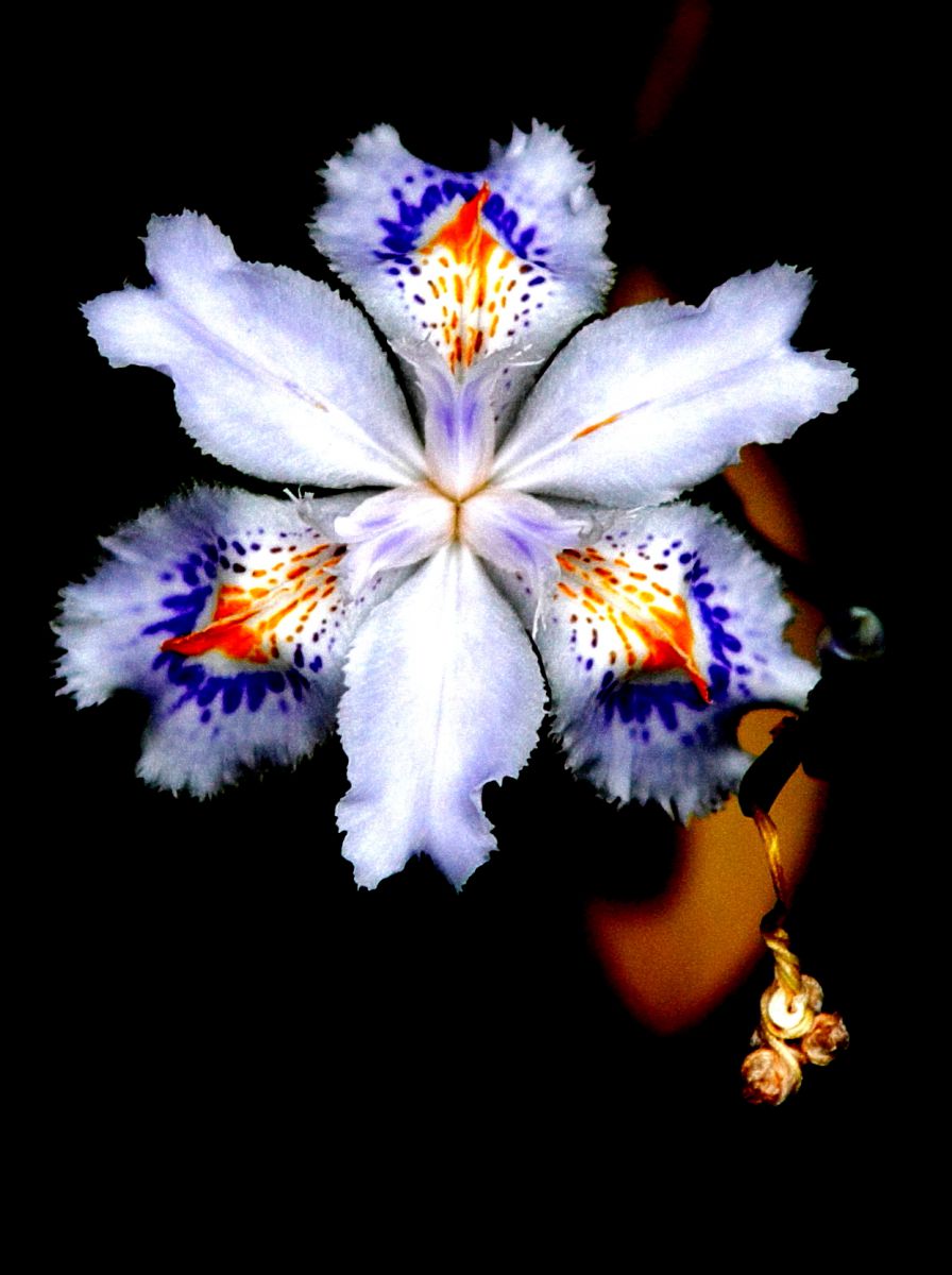 EF135mm F2.8（ソフトフォーカス機構付き）で撮影された写真 | 写真