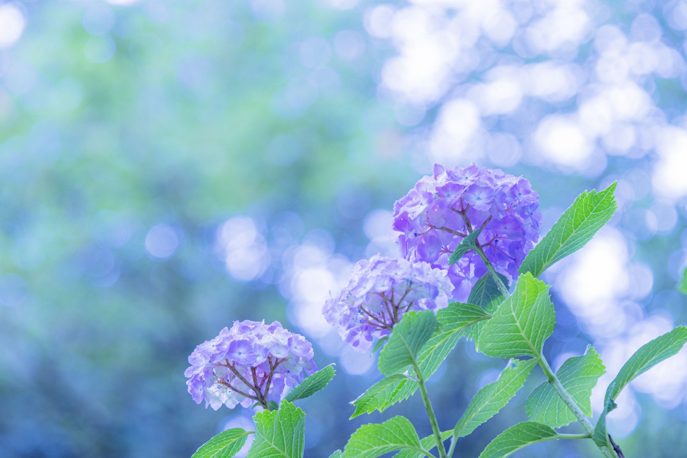 雨上がりのファンタジー ☆紫陽花☆ | GANREF