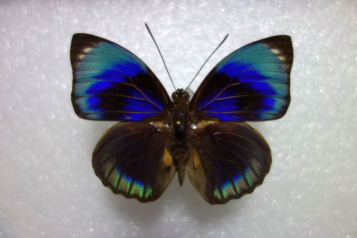 蝶標本 ファルキドンミイロタテハ メス アグリアス 世界で最も美しい蝶は何