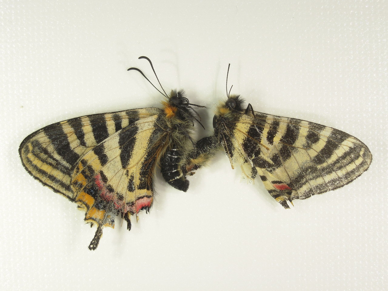 国産蝶標本 タカネヒカゲ 富山県 鷲羽岳産 規制前採集 高山蝶