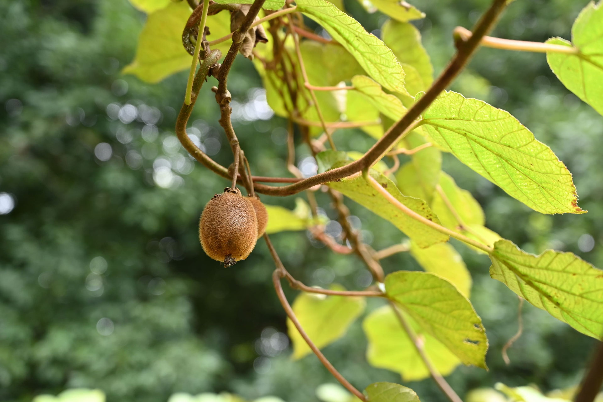 カラフルウッドブランコ♪キウイのツルஐ キウイフルーツ - 庭木図鑑