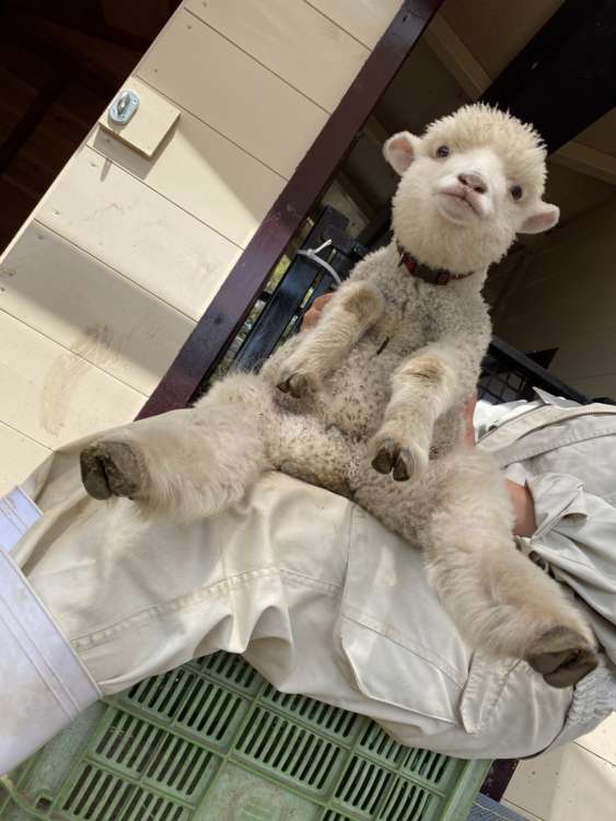 KOHO ボンゴ 木製 動物の皮ヘッド（羊 KOHO ボンゴ 木製 動物の皮