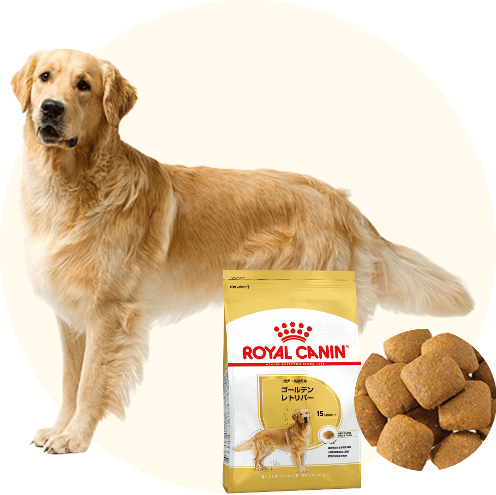 ロイヤルカナン犬 ゴールデンレトリバー 12キロ二個セット12キロ 二個