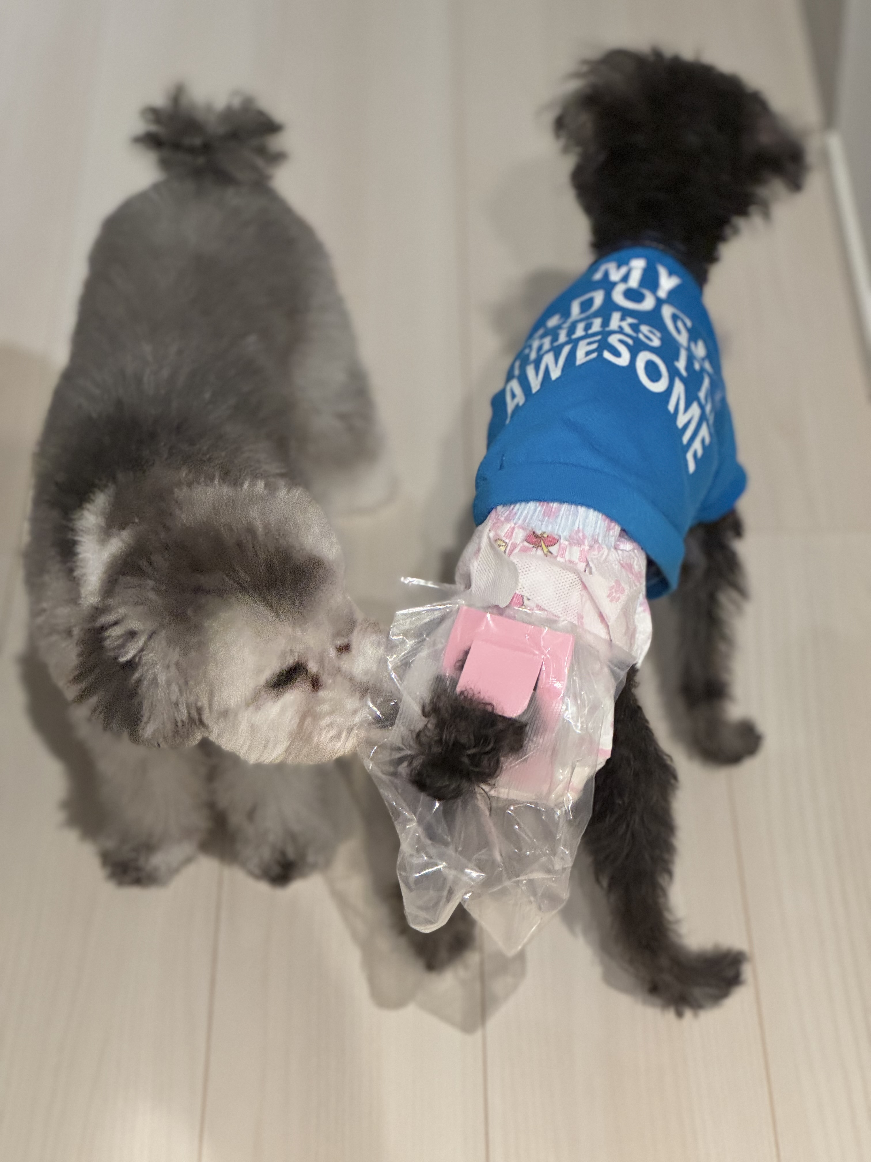 口コミ・レビュー｜うんぽパンツ｜ トイレ排泄ケア・おむつ｜ ペット