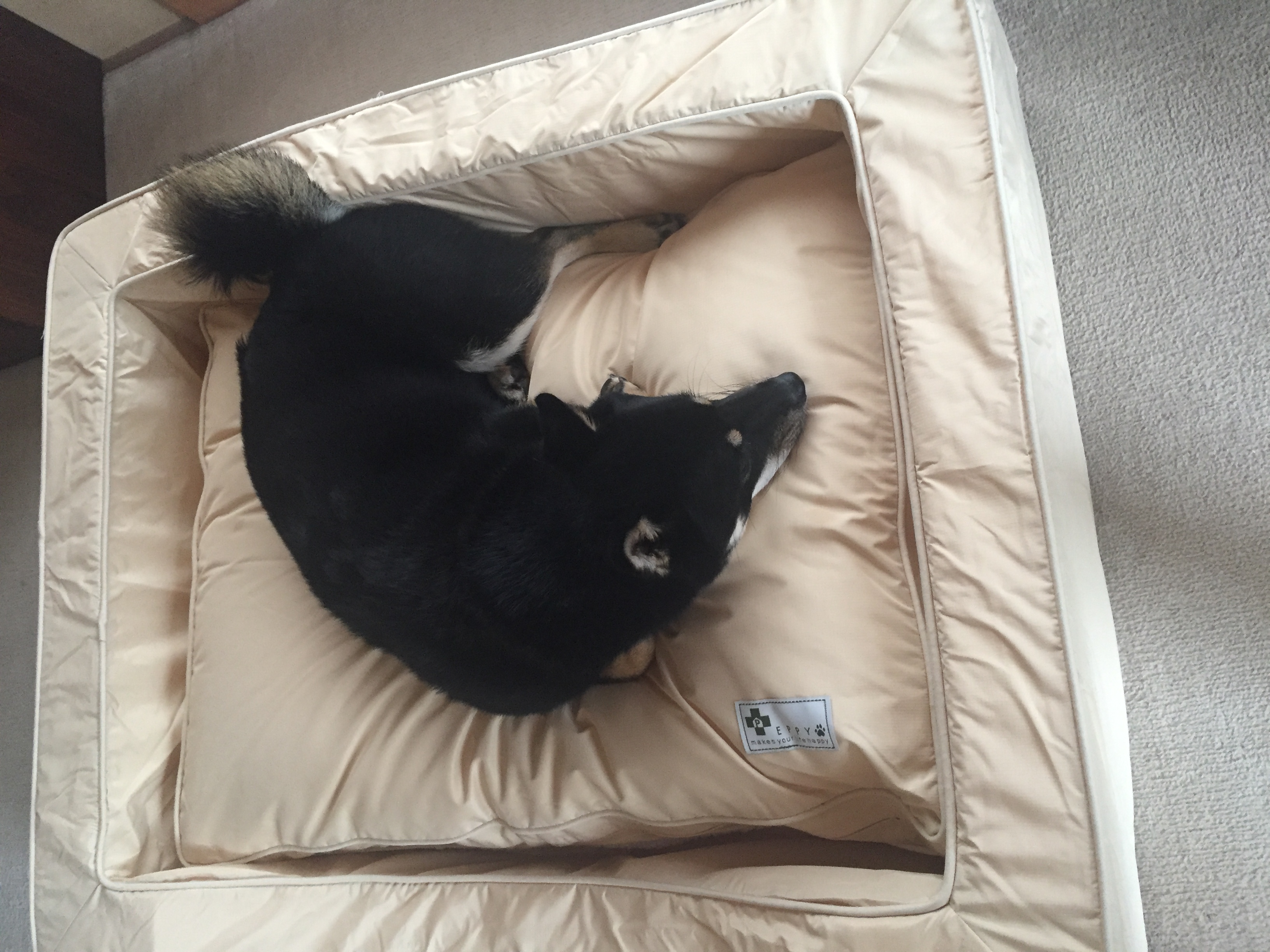 口コミ・レビュー｜スクエアカドラー＋クッション・防水｜ 犬用ベッド