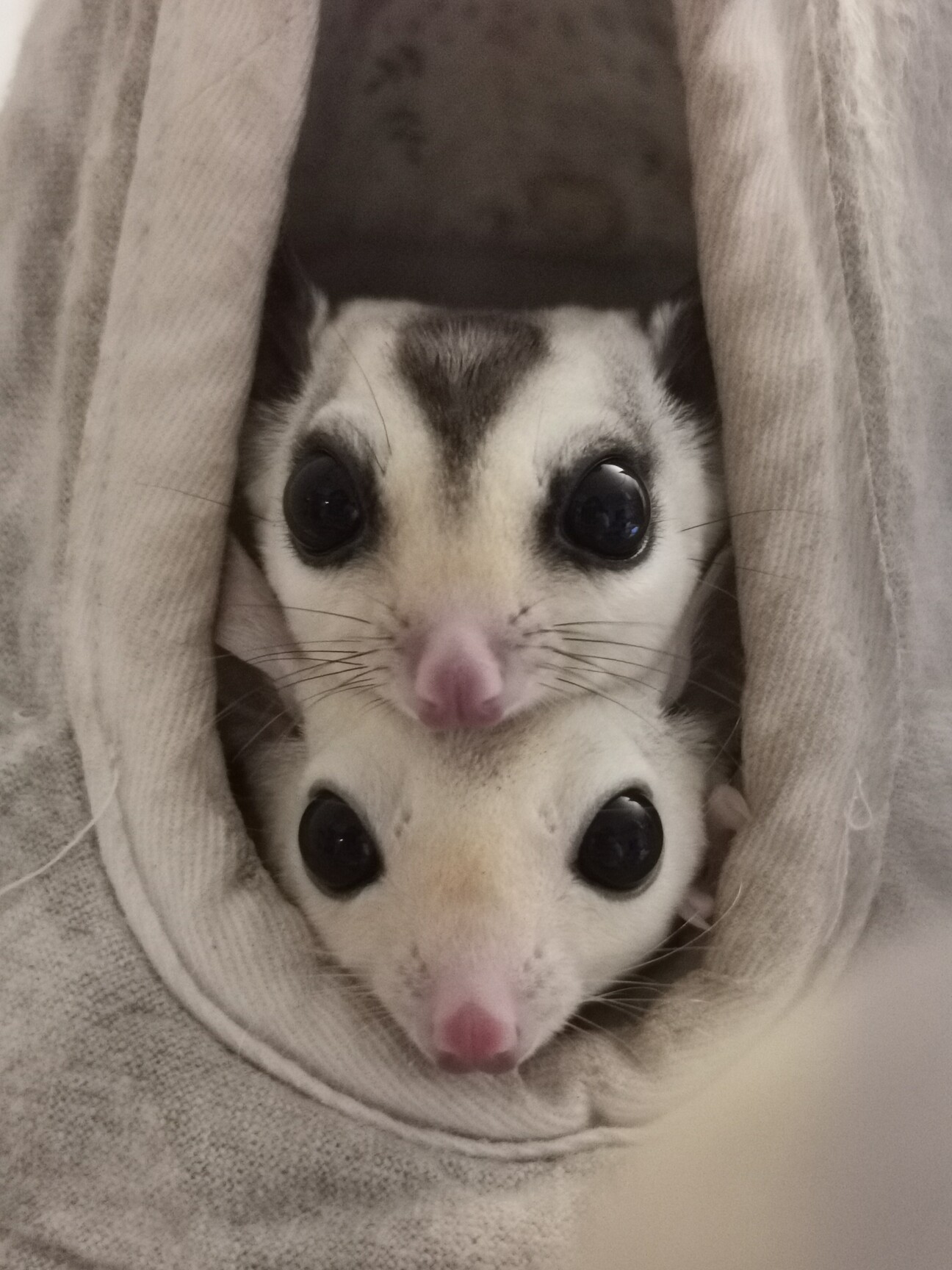 フクロモモンガ 小動物 オーダーページ 【公式通販】