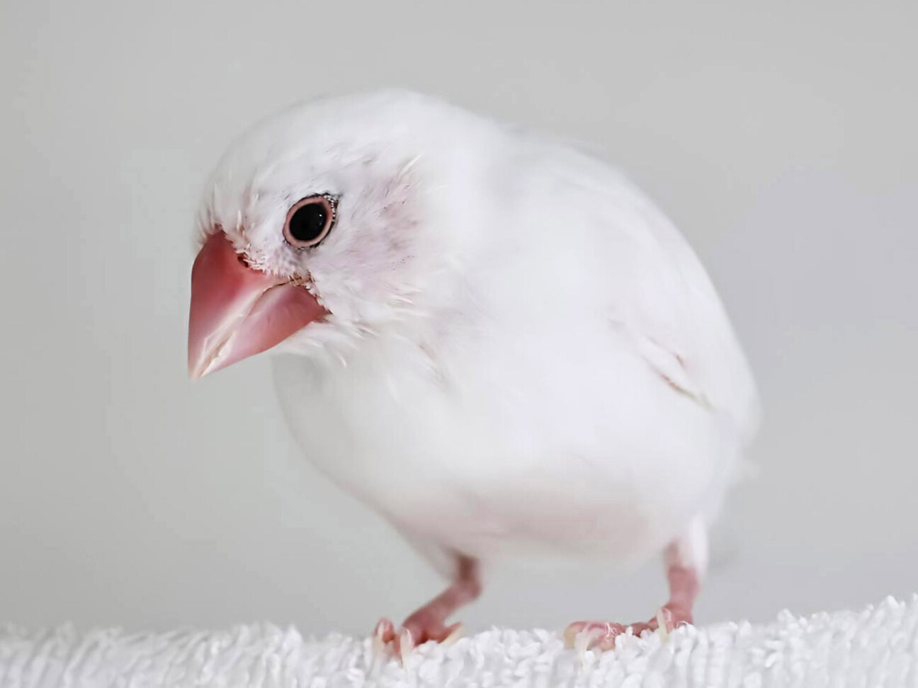 白文鳥・生後約3ヶ月 大」北海道 - 鳥の里親募集(513746) :: ペット