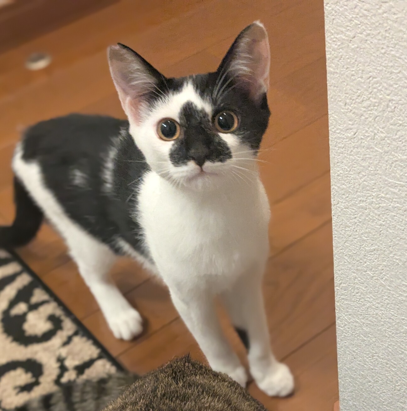 かわいいてんてん 白黒猫」栃木県 - 猫の里親募集(528839