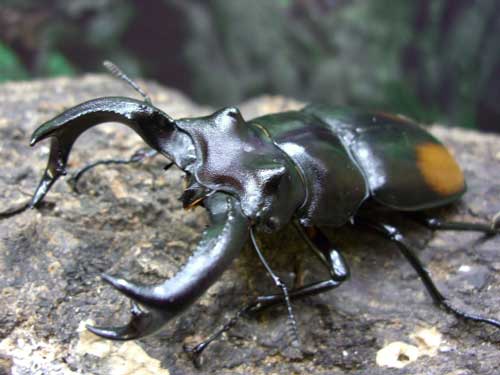 パリーフタマタクワガタ（セアカフタマタ）の販売 | モンスター