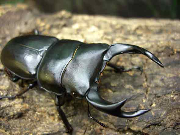 オクワガタ飼育セット ビギナーズセットA60 | モンスター