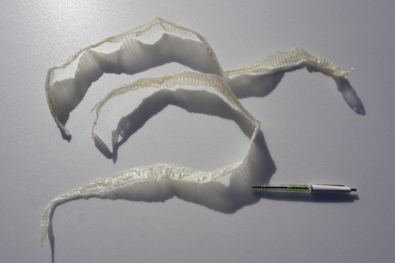 カリフォルニアキングヘビ（アルビノ）のぬけがら | 生物園オンライン