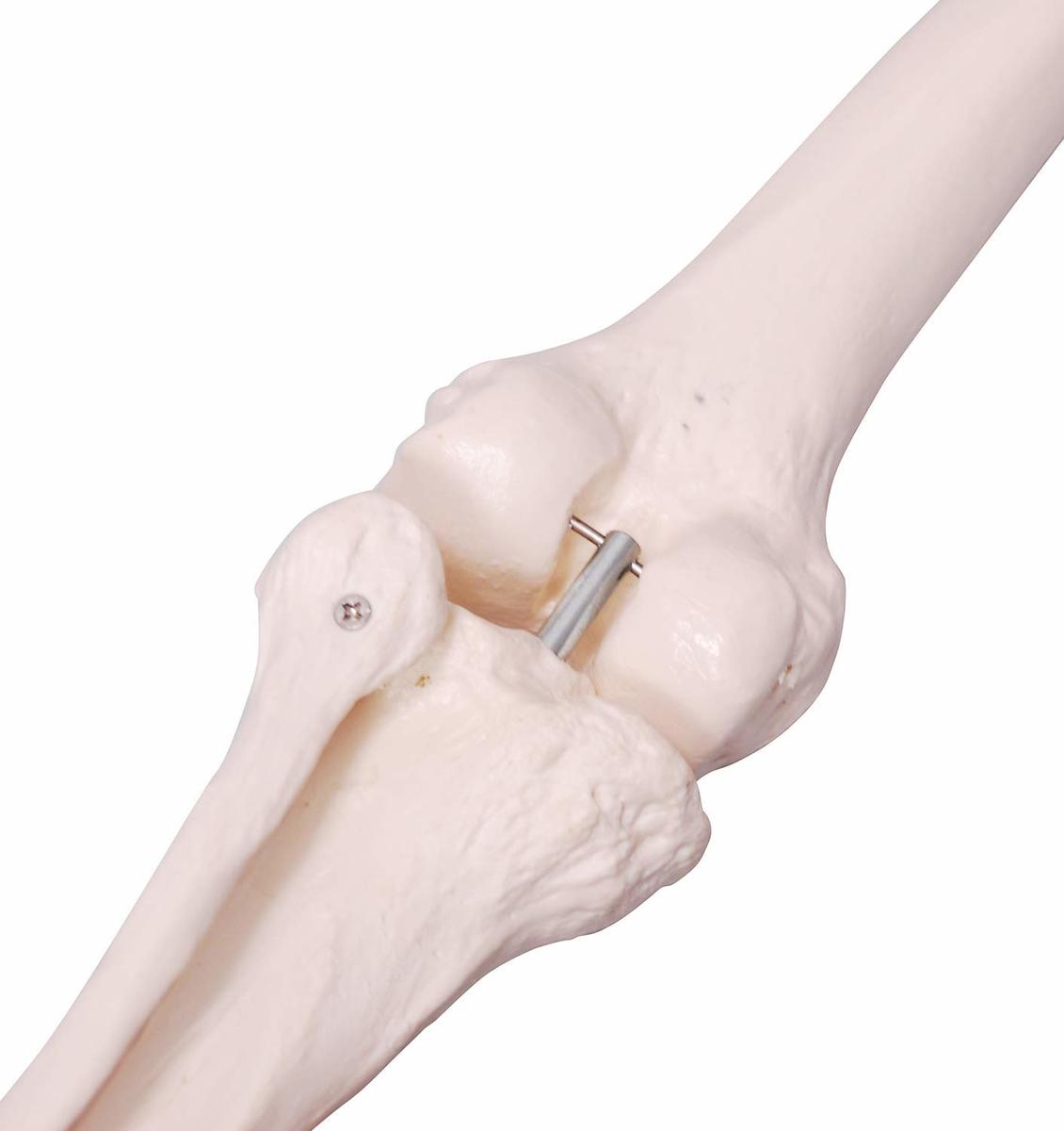 楽天市場】人体模型 下肢骨 下肢骨模型 大腿骨 脛骨 足骨 模型 膝関節