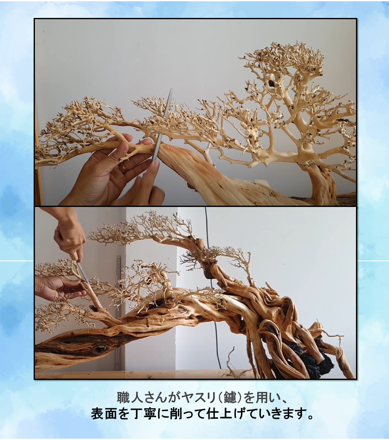 楽天市場】空洞型バニヤン盆栽流木ADA 流木（水槽専用アート流木）盆栽