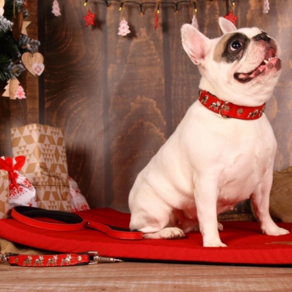 楽天市場】犬用 首輪 (首回り: 45-53cm / 幅: 4cm) フレンチブルドッグ