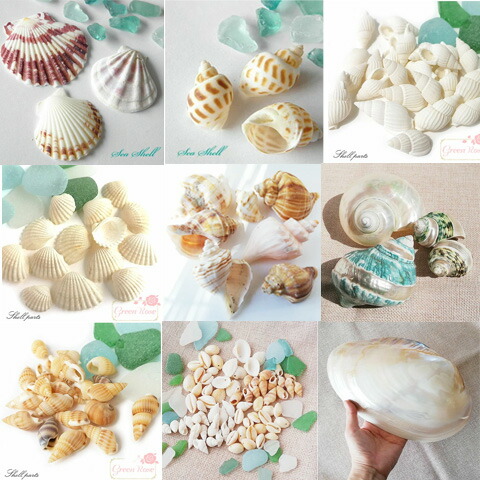 楽天市場】巻貝の貝殻 夏 マリン 海 サマー 夏休み 10g Kai-002