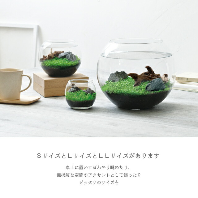 楽天市場】栽培キット 育てる水草 L GD-813 聖新陶芸 【 直径14.5cm