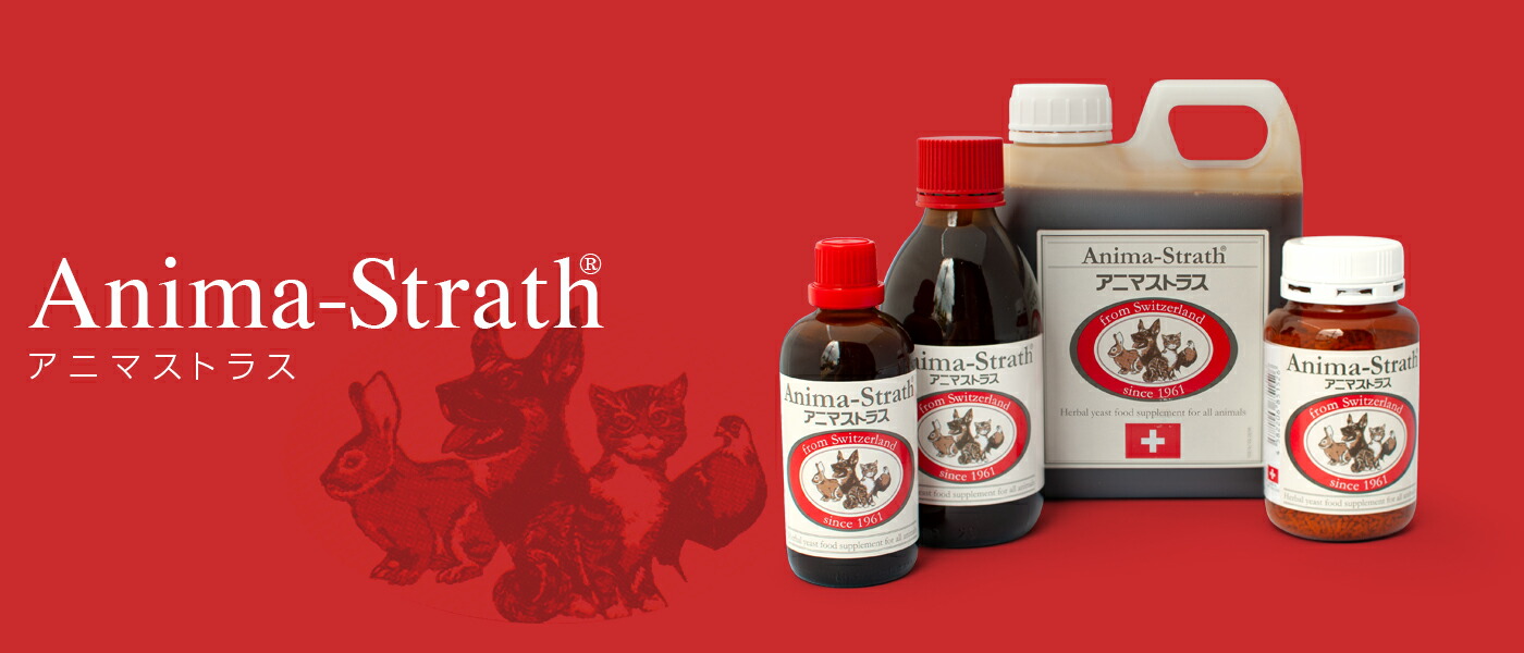 楽天市場】【2月10日終日開催 1等最大100%ポイントバック！※要