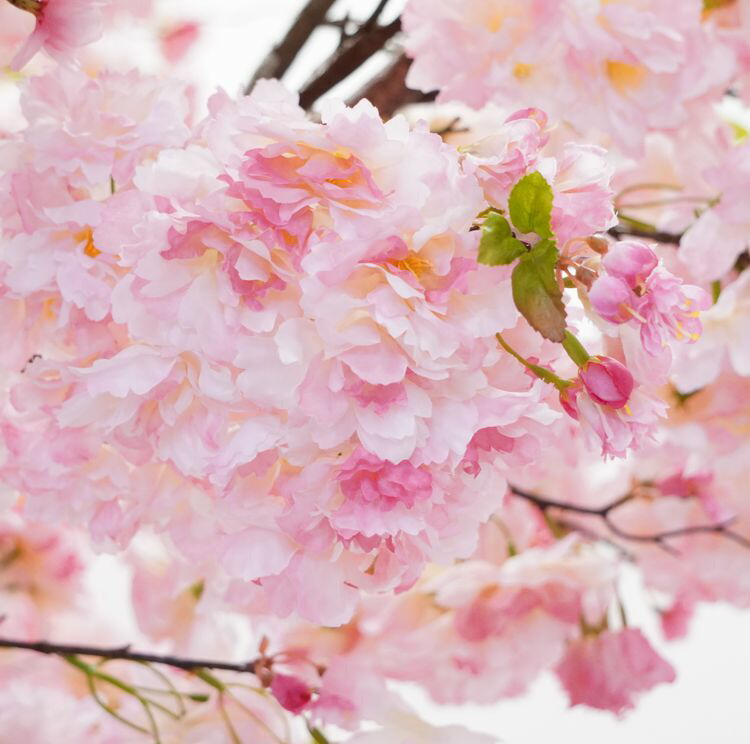 楽天市場】八重桜の木 280cm 大型サイズ (フェイク グリーン 特大 造花