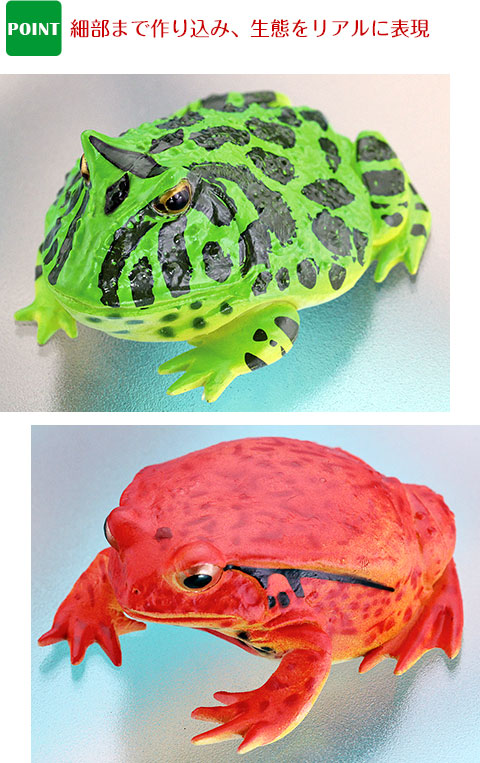 楽天市場】動物 リアル カエル フィギュア 立体図鑑 フロッグボックス
