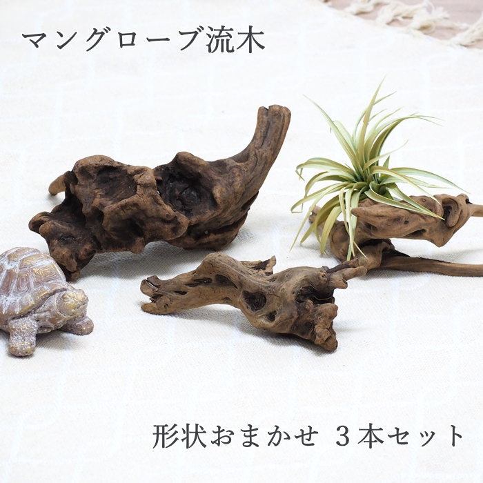 楽天市場】【あす楽】 流木 【おまかせ3本セット マングローブ 流木 S