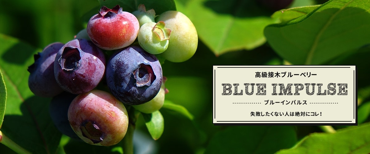 公式】 苗木部 By 花ひろばオンライン 本店 園芸通販サイト