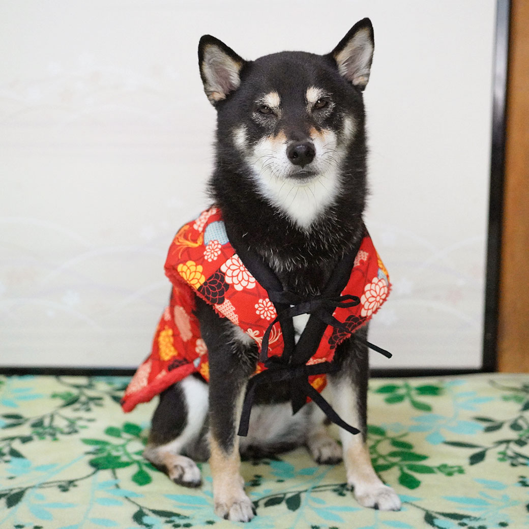 犬服なおちゃん様ご確認画像