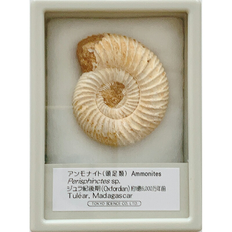 楽天市場】トリケラトプスの歯 ケース入り 東京サイエンス 化石 恐竜の